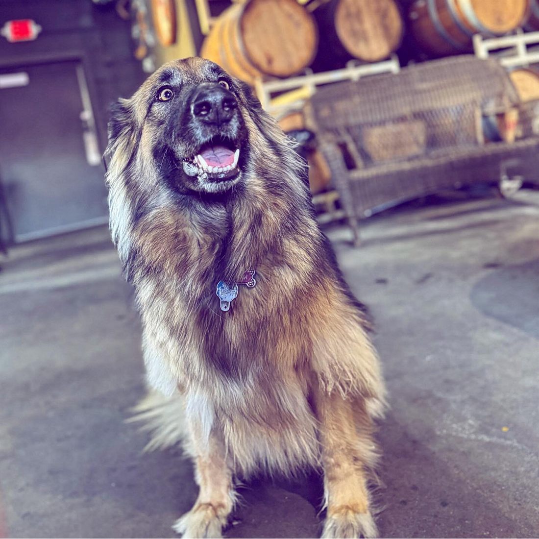 Happy dog at the pet-friendly Southern Range Brewing taproom